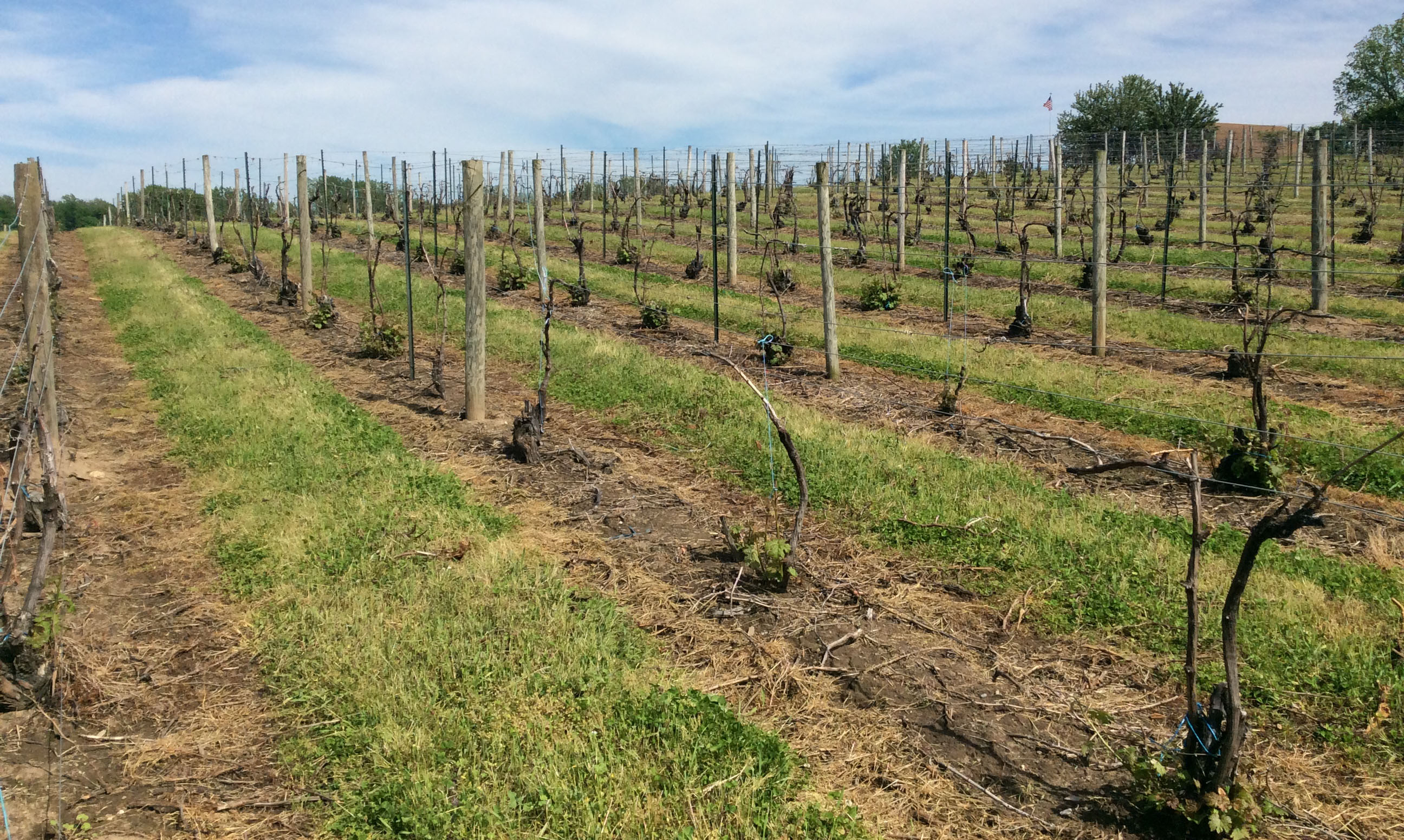 Severely damaged V.vinifera vineyard 